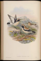 Saxicola montana = Oenanthe deserti